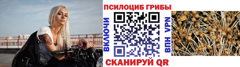 Галлюциногенные грибы Cubensis  закладки  Бологое 